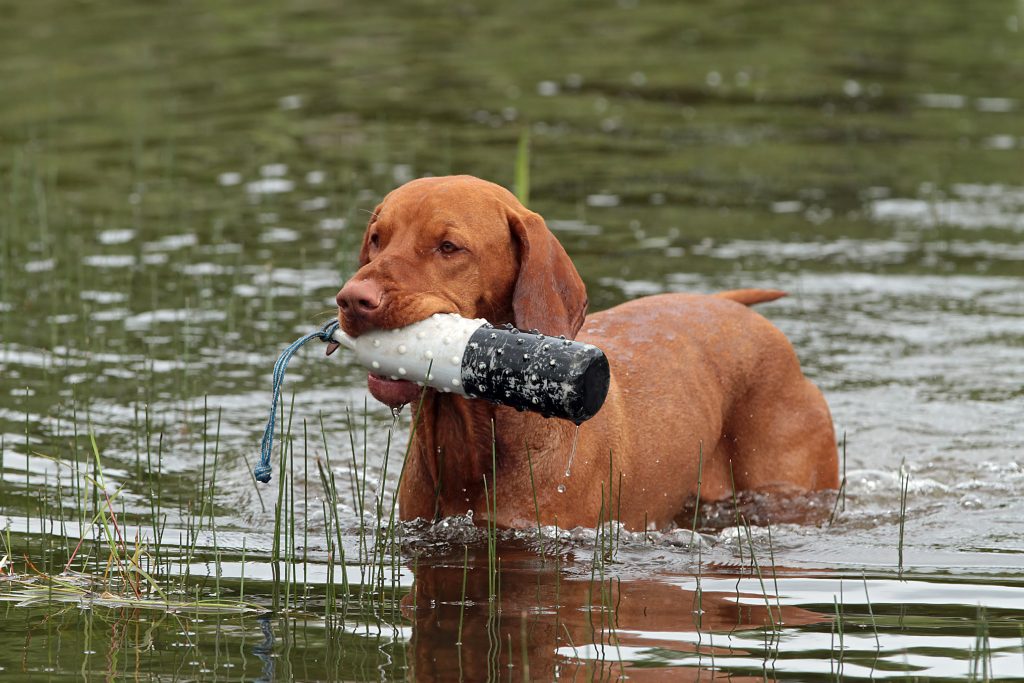 vizla